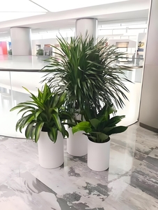 探秘镇海绿化修剪设计，解锁城市绿意盎然的独特密码！